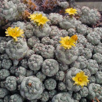 Preview: Ortegocactus-macdougallii
